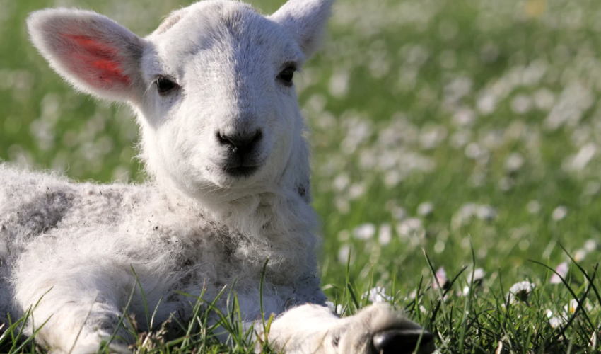 St. Senan's Education Office Newsletter - Spring 2026